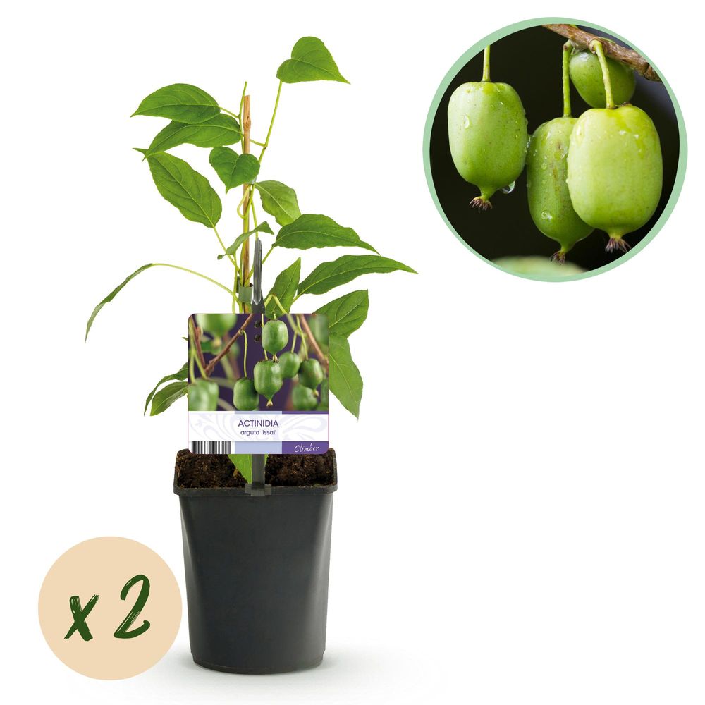 Kiwi 'issai' - pot 11 cm - hauteur 40 cm - plante d'extérieur