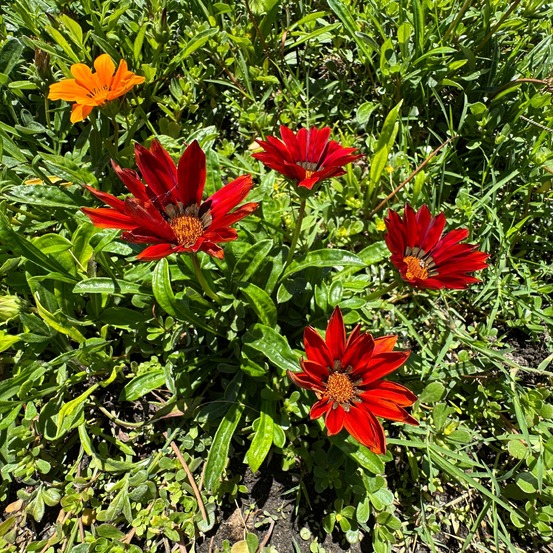 Gazania rouge - le pot / ø 10.5cm