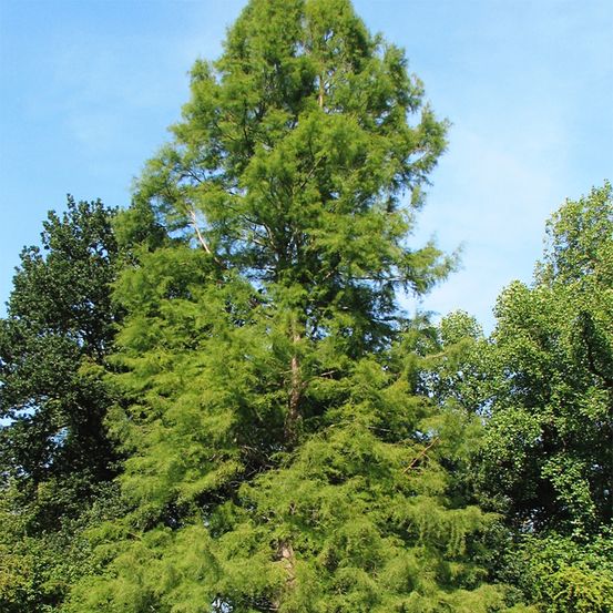 Cyprès chauve pot de 7,5l/10l