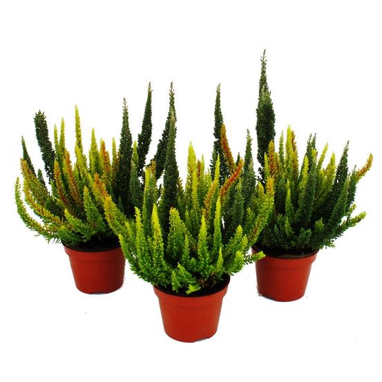 Calluna vulgaris multicolore - set de 3 plantes - bruyère à balai - bruyère - rustique - pot de 11cm