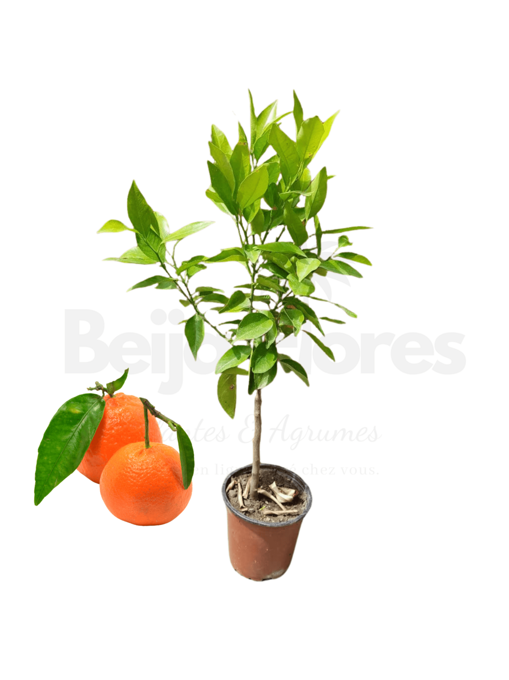 Mandarinier en pot 3l 70-110 cm