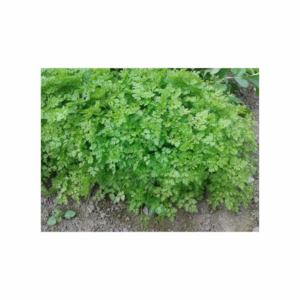 Graines de cerfeuil frisé