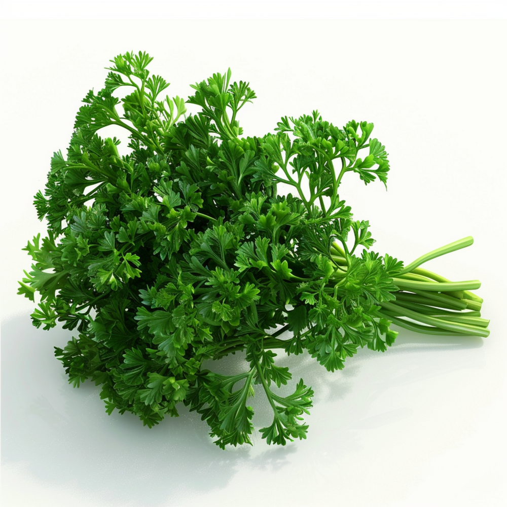 500 graines de persil frisé - semisauvage permaculture