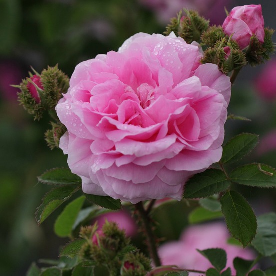 Rose des peintres 'chapeau de napoleon' pot de 4l/5l