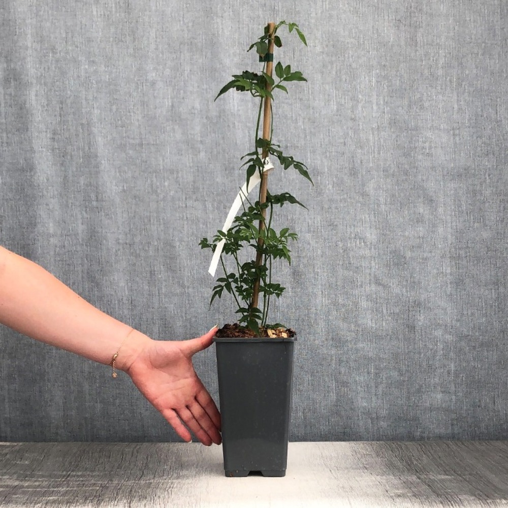 Jasmin starry-night pot de 1,5l/2l