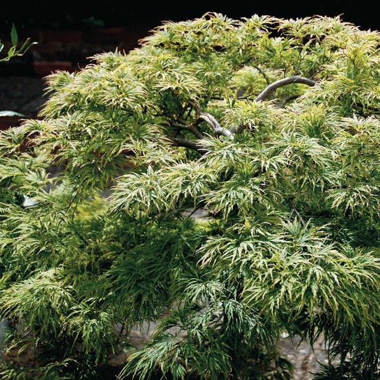 Érable du japon 'dissectum' pot de 3l/4l