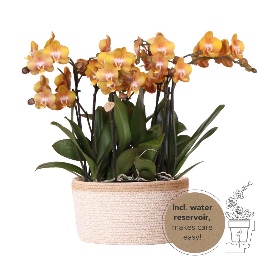 Kolibri orchids - set d'orchidées orange dans un panier en coton avec réservoir d'eau - trois orchidées orange las vegas 12cm