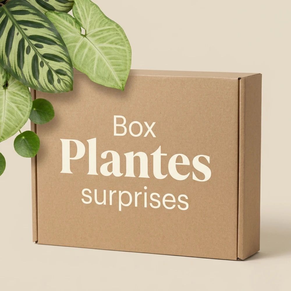 Box plantes mystères - pack plantes surprises - lot plantes d'intérieur surprises - 3 plantes surprises
