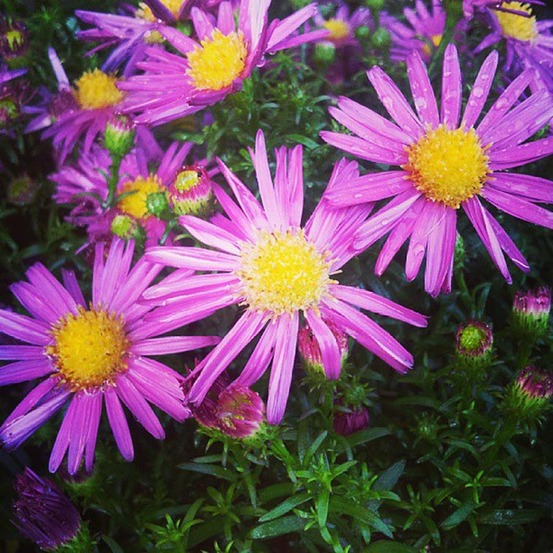 Aster nain 'bahamas' pot de 2l/3l
