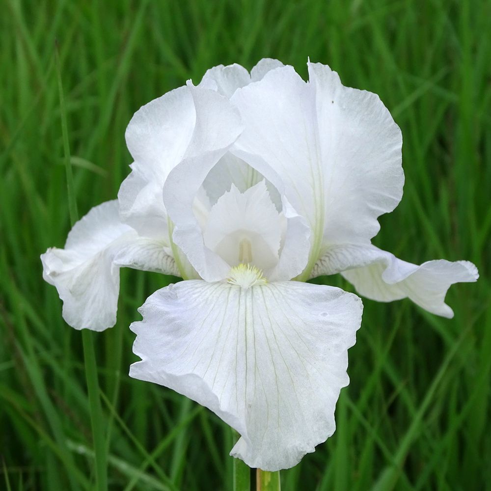 Iris des jardins 'immortality' rhizome, calibre 4/6