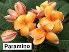 Plumeria rubra "paramino" (frangipanier)   orange - taille pot de 2 litres ? 20/30 cm