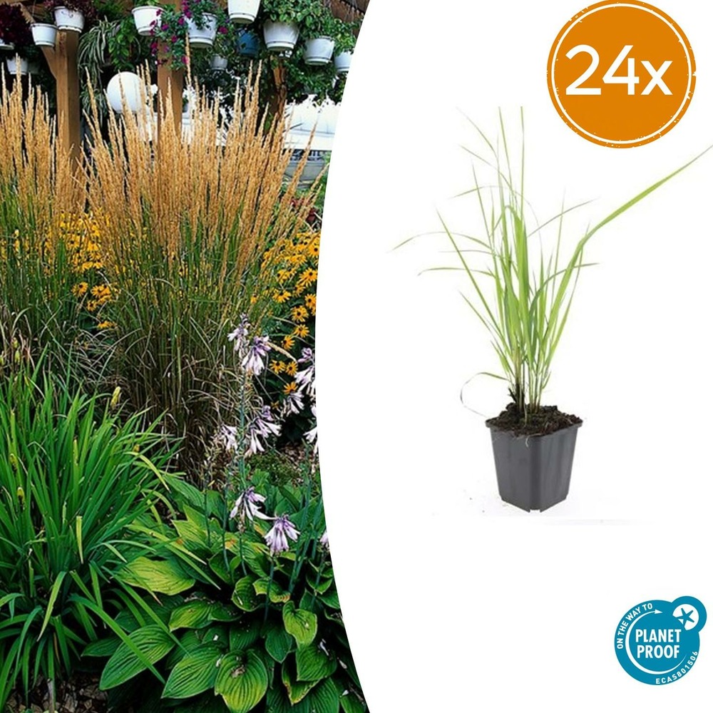Lot de 24 - calamagrostis acut. 'karl foerster' - h10-25 cm
