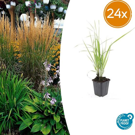 Lot de 24 - calamagrostis acut. 'karl foerster' - h10-25 cm