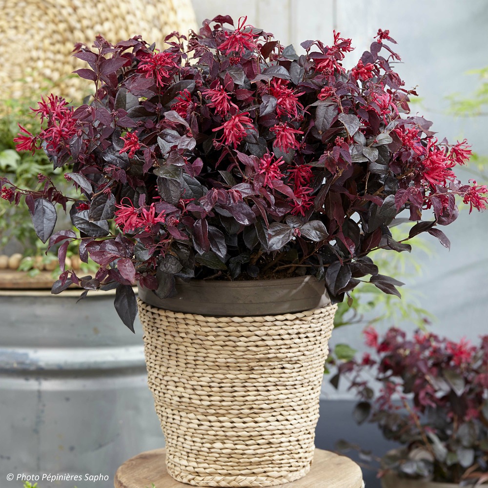 Loropetalum chinense 'ever red'® pot de 3l/4l