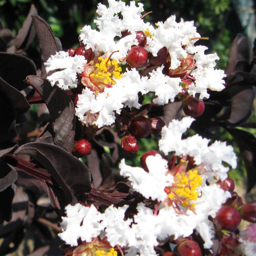 Lilas des indes 'black solitaire pure white' pot de 3l/4l
