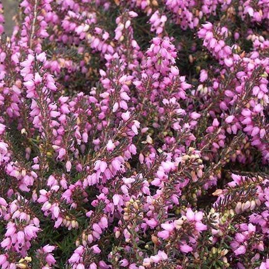 Bruyère d'hiver spring surprise - le pot / 8cm / hauteur livrée environ 10cm, vendu par lot de 2