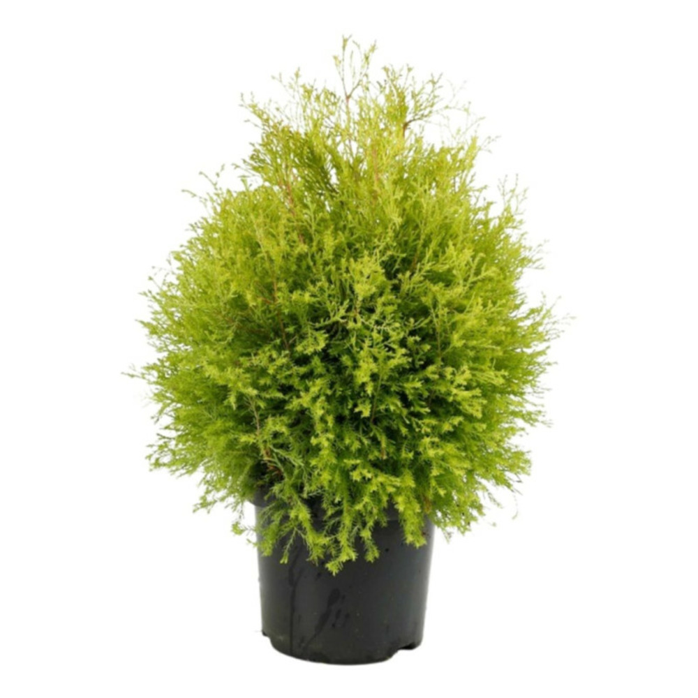 Thuya occidental rheingold - thuja occidentalis rheingold 25/35cm