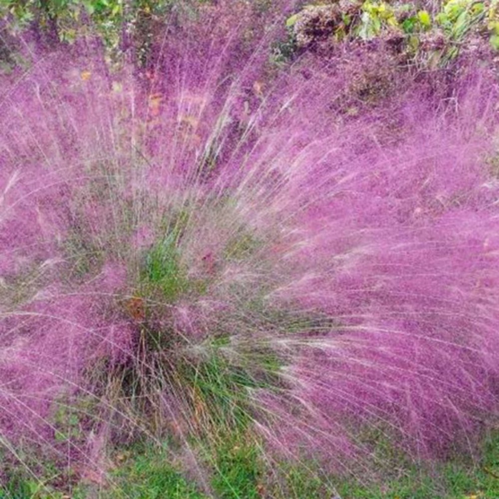 2 Eragrostides Brillantes (Eragrostis Spec…