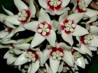 Hoya calycina (fleur de porcelaine, fleur de cire) taille pot de 2 litres - 20/40 cm -   blanc et rose