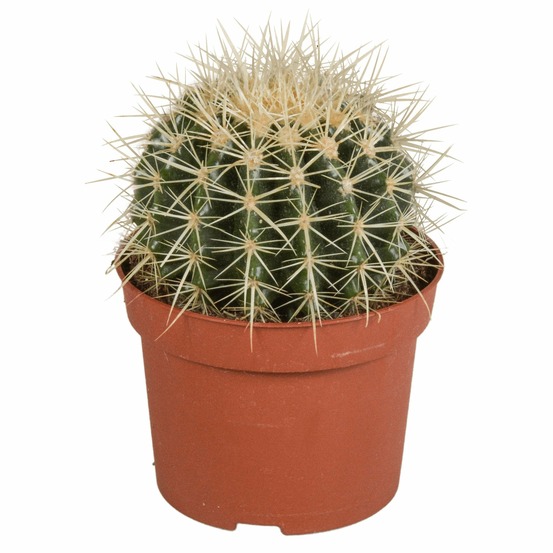 Echinocactus grusonii - cactus d'intérieur
