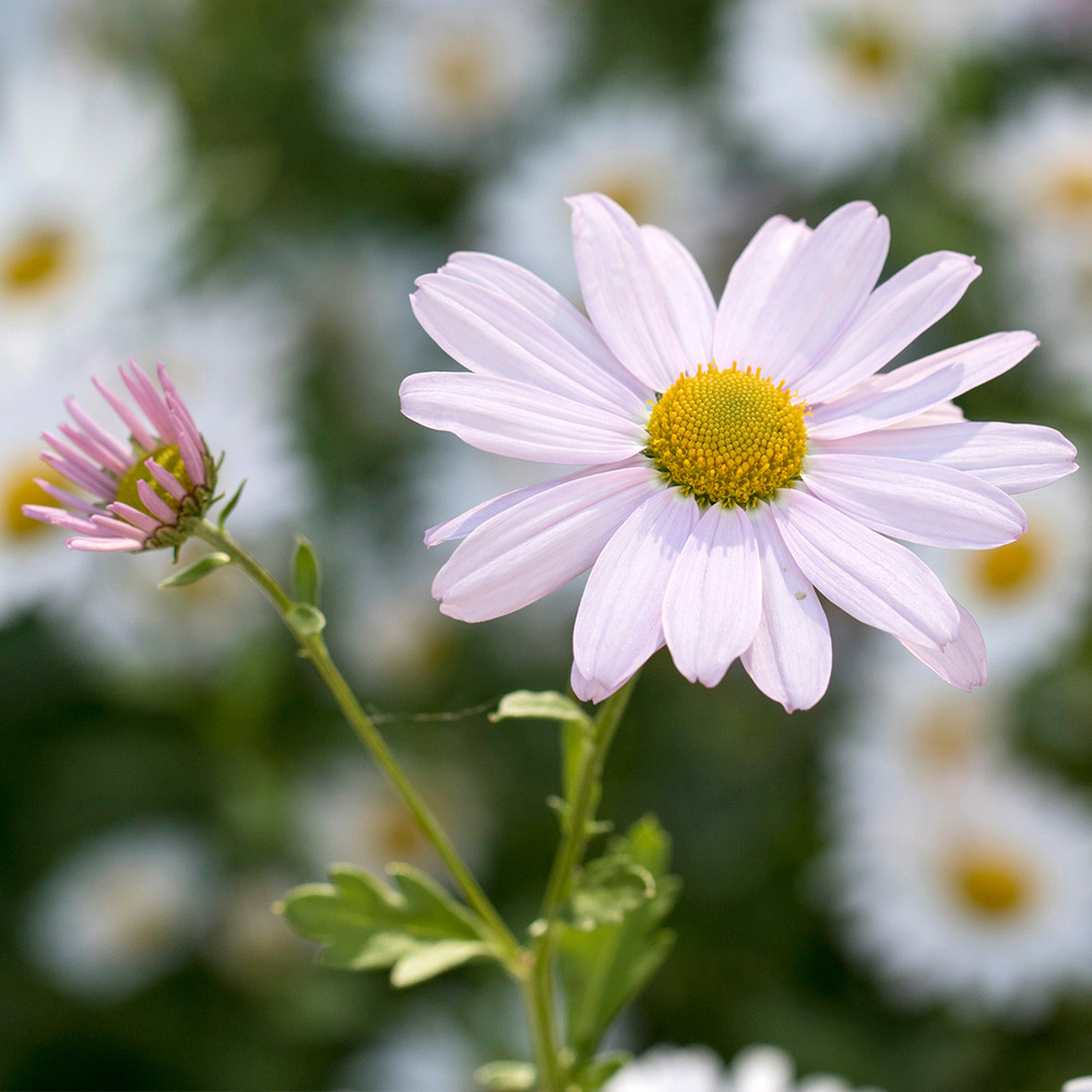 Chrysanthème 'roseum' godet de 8/9 cm
