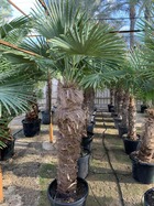 Trachycarpus fortunei (palmier chanvre, palmier moulin à vent)    45l multi troncs- total 140/160cm