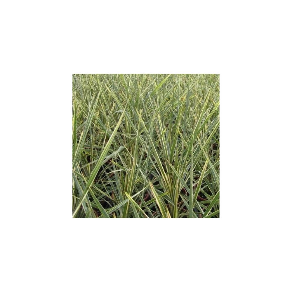 Cordyline australe torbay dazzler pot de 4l - 40/60 cm