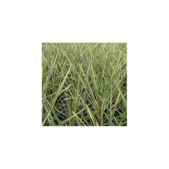 Cordyline australe torbay dazzler pot de 4l - 40/60 cm