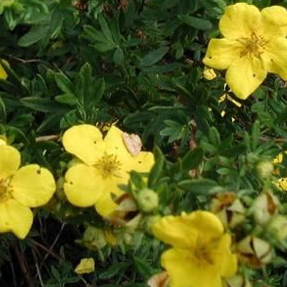 2 x potentille arbustive 'goldstar' - potentilla fruticosa 'goldstar' - 25-30 cm pot