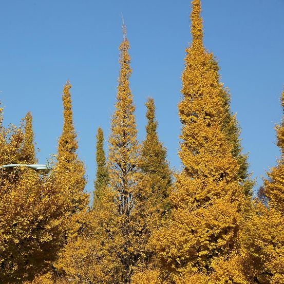 Arbre aux 40 écus 'eiffel' pot de 30l/35l