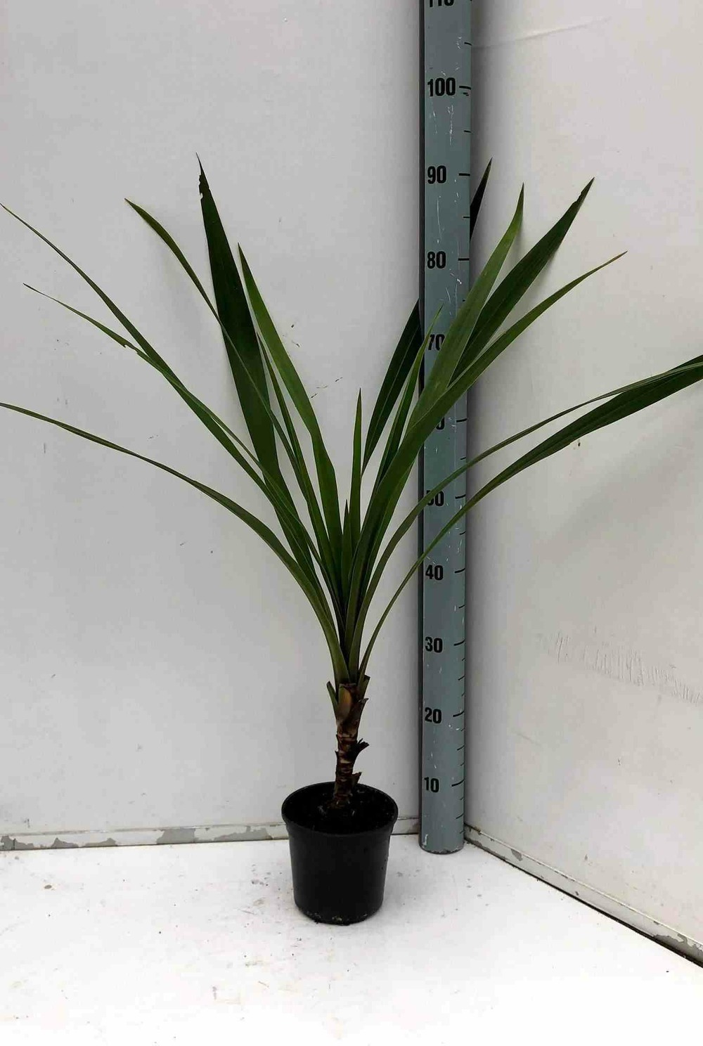 Cordyline australis pot de 7 litres ? 100/120 cm