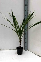 Cordyline australis   blanc - taille pot de 7 litres ? 100/120 cm