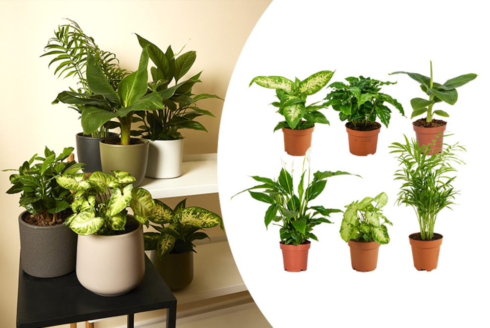 Bloomique - lot de 6 - mélange de plantes vertes - 20-40 cm de haut - pot 12 cm