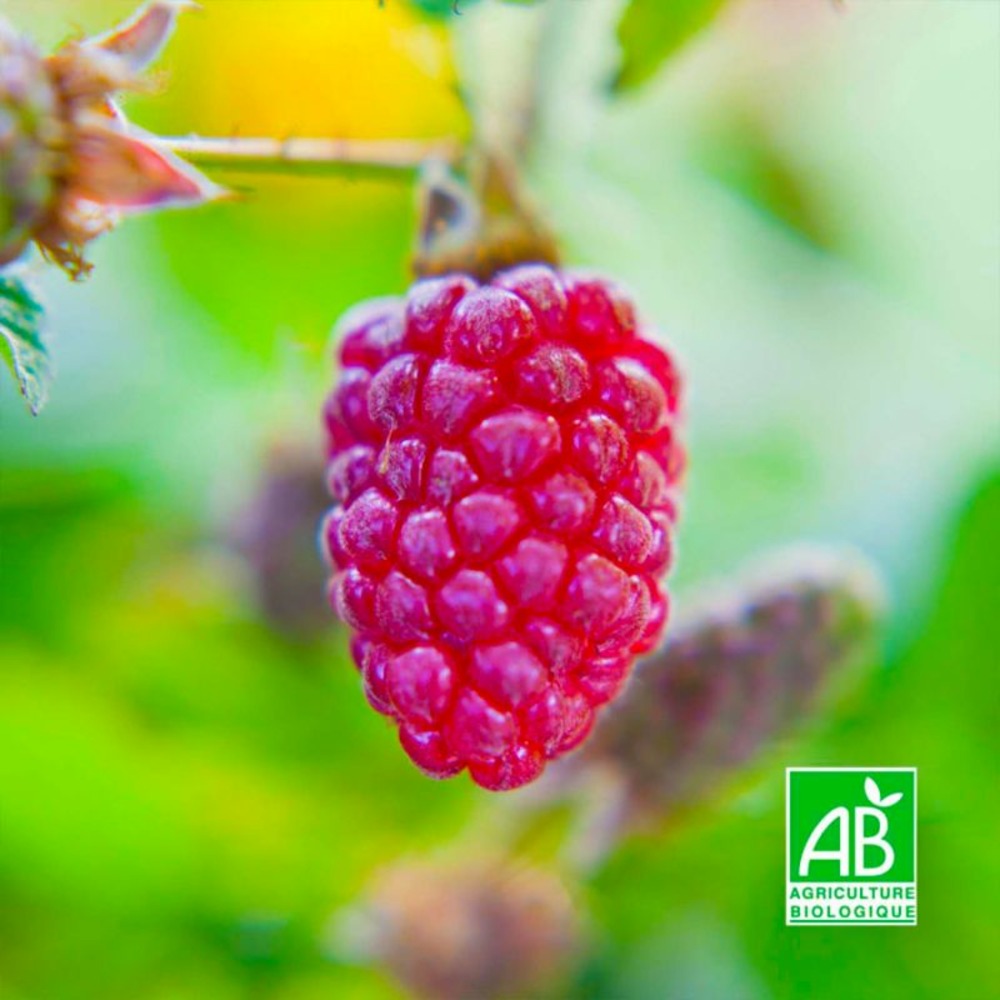 Hybride mûrier/framboisier ”Loganberry”