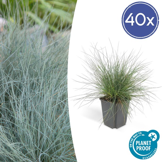 Fétuque bleue 'elijah blue' x40 – entre 2,5 et 3,33m2