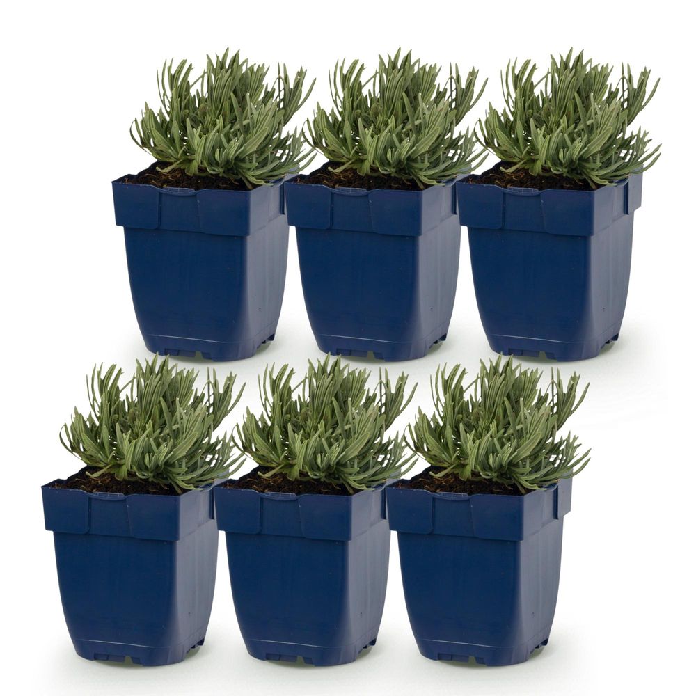Lavande 'munstead' - lot de 6 - pot 11 cm - hauteur 25 cm - plante d'extérieur