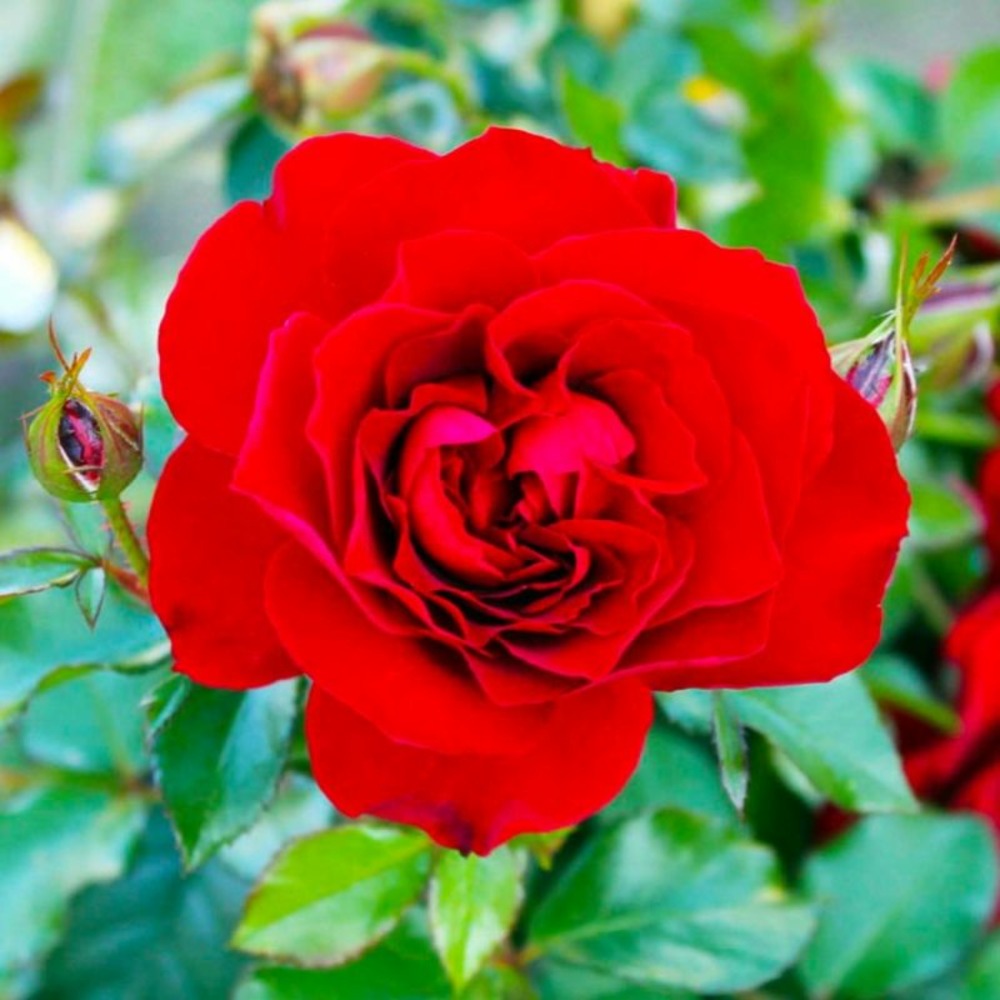 Rosier 'La Sevillana'…