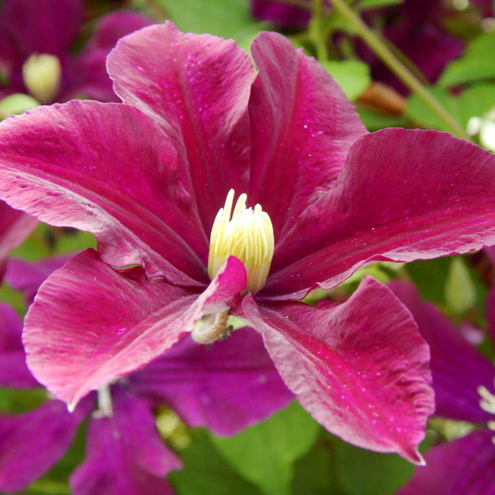 Clematite - clematis ernest markham 70cm