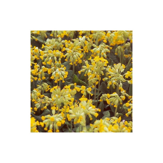 Primevère officinale, coucou lot de 3 godets