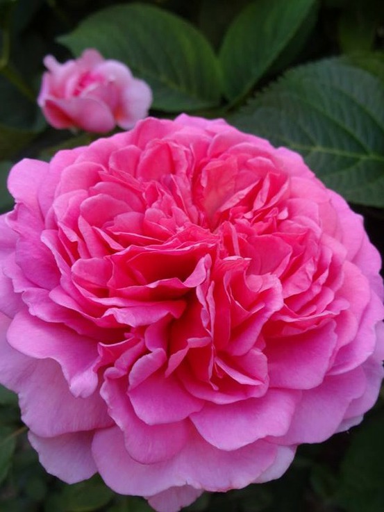 Rosier anglais 'princess alexandra of kent'® pot de 4l/5l