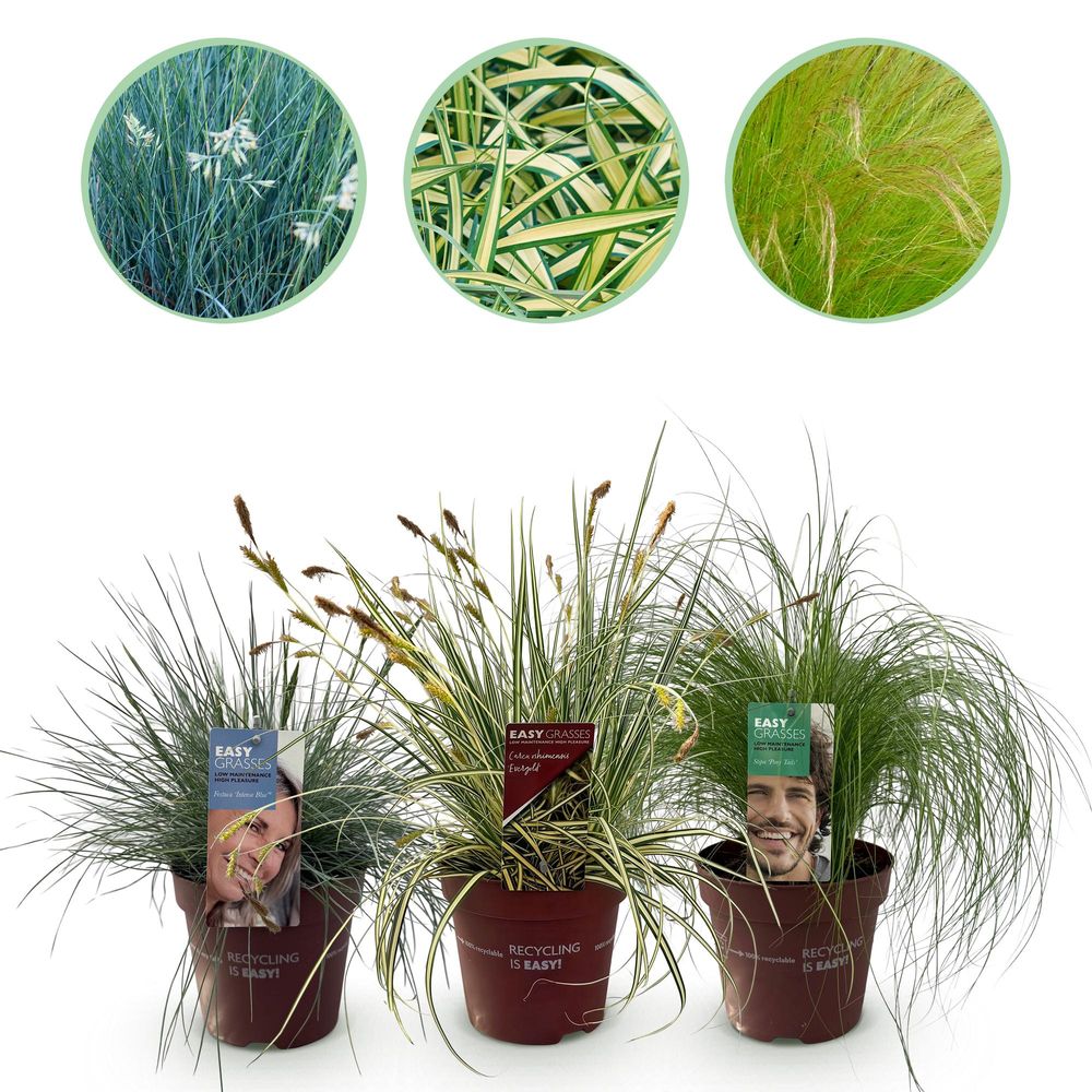 Graminée ornementale - au feuillage décoratif - lot de 3 - pot 17 cm - hauteur 50 cm