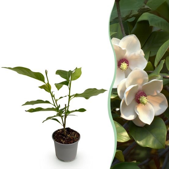 Magnolia - pot 12 cm - hauteur 30 cm - assortiment - plante d'extérieur