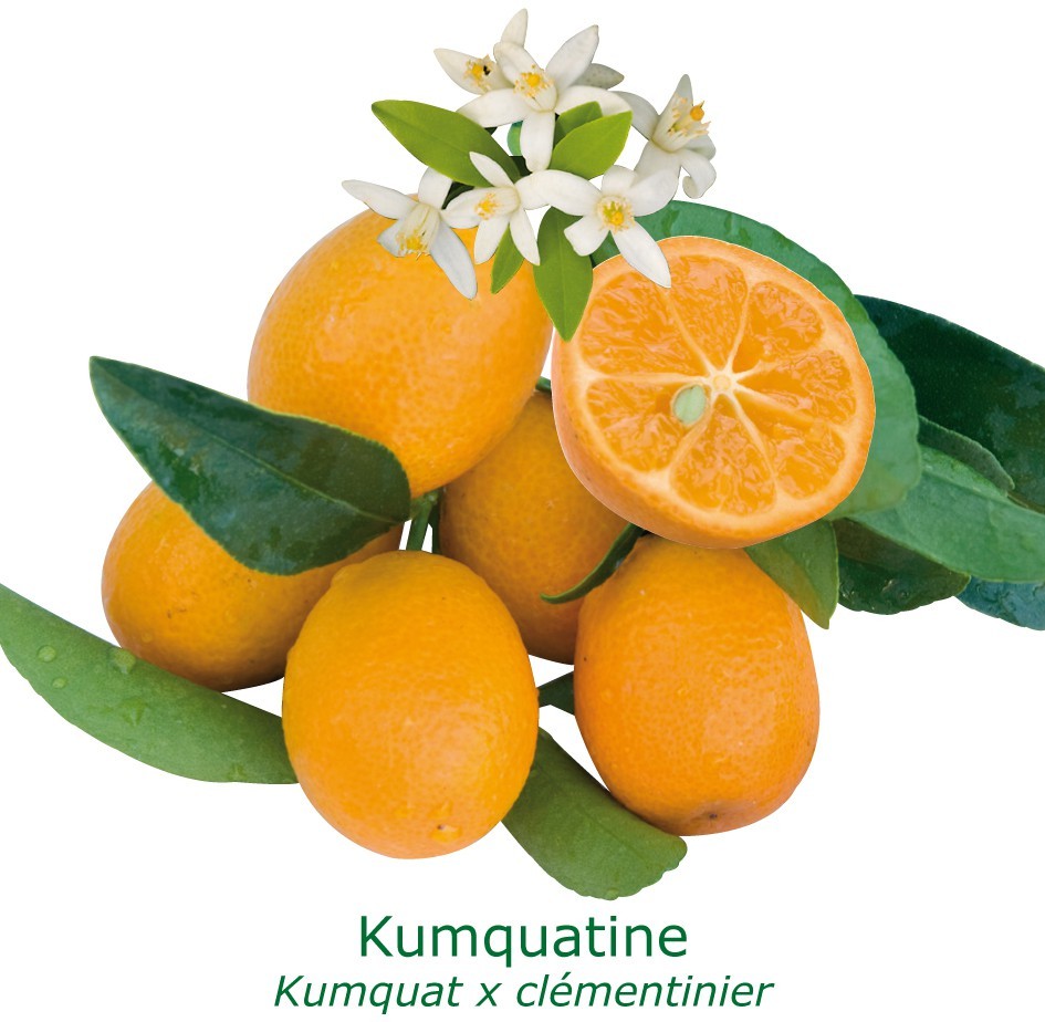 Kumquatine ® bio tailles:pot de 3 litres, hauteur 30/40 cm