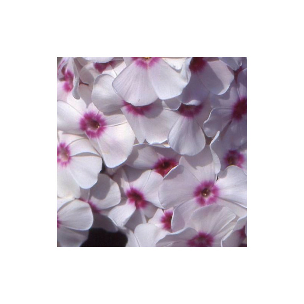 Phlox paniculé graf zeppelin lot de 9 godets