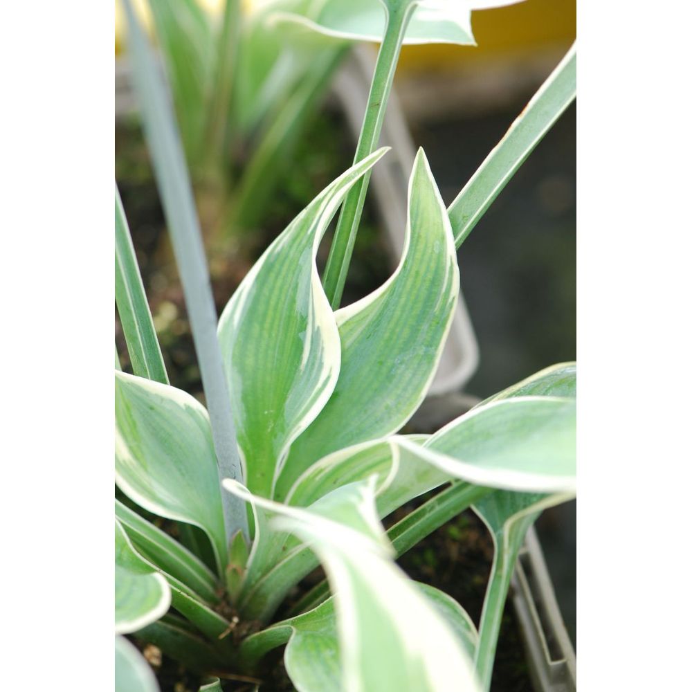 Hosta el nino' - en pot de 1,3 litres