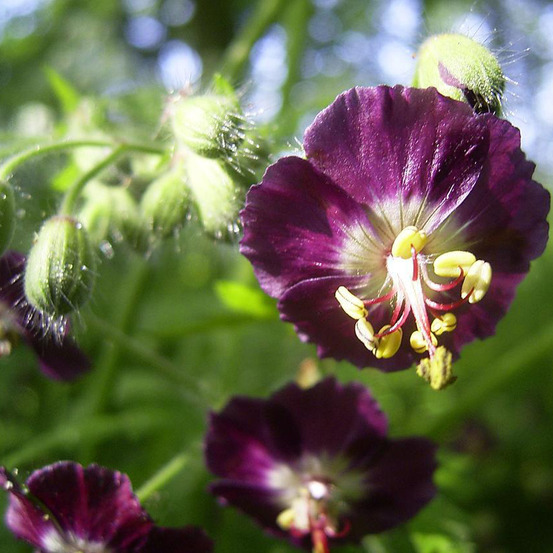 Géranium vivace livide godet de 8/9 cm