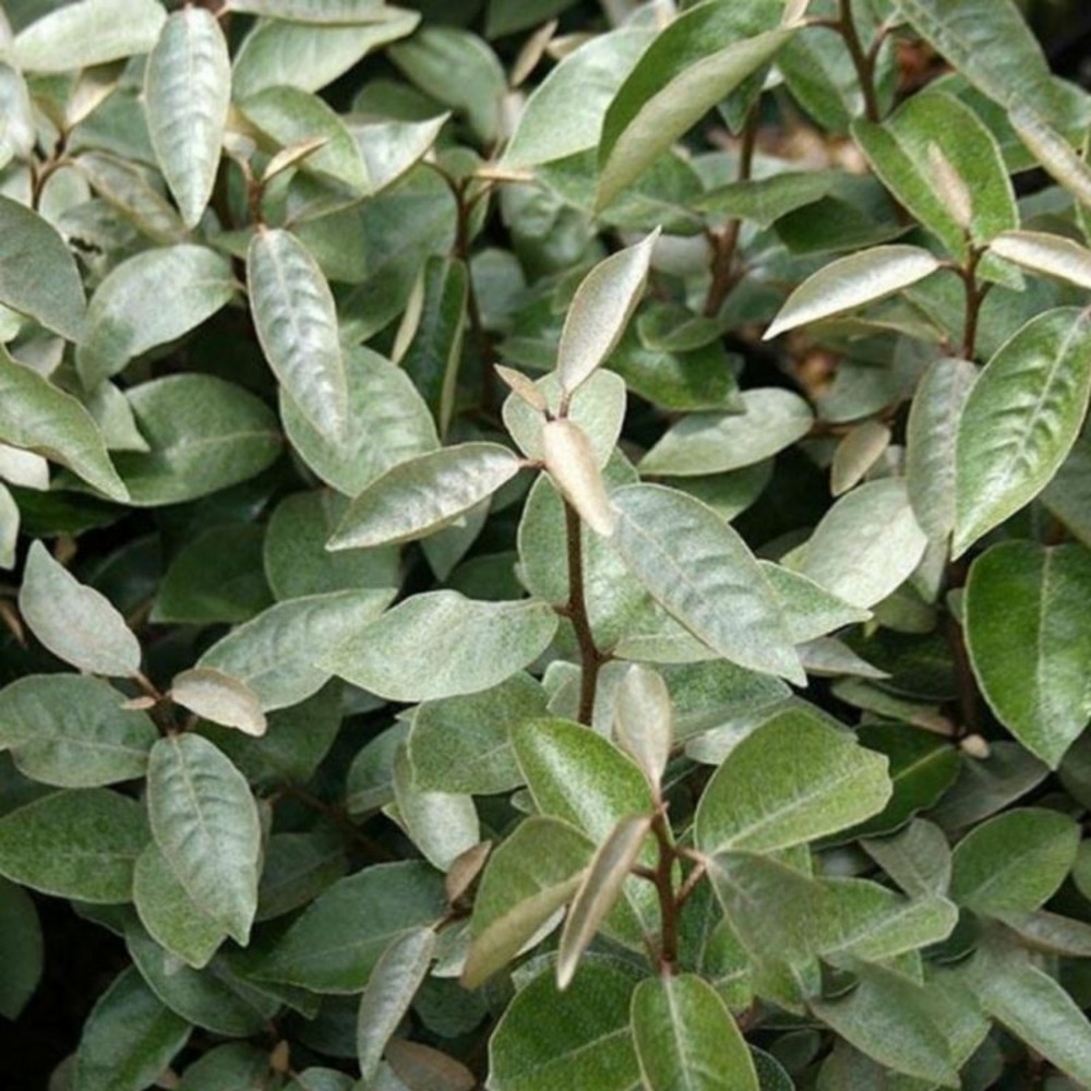 Chalef d'ebbingei compacta - elaeagnus xebbingei compacta en pot 9l 100/120cm