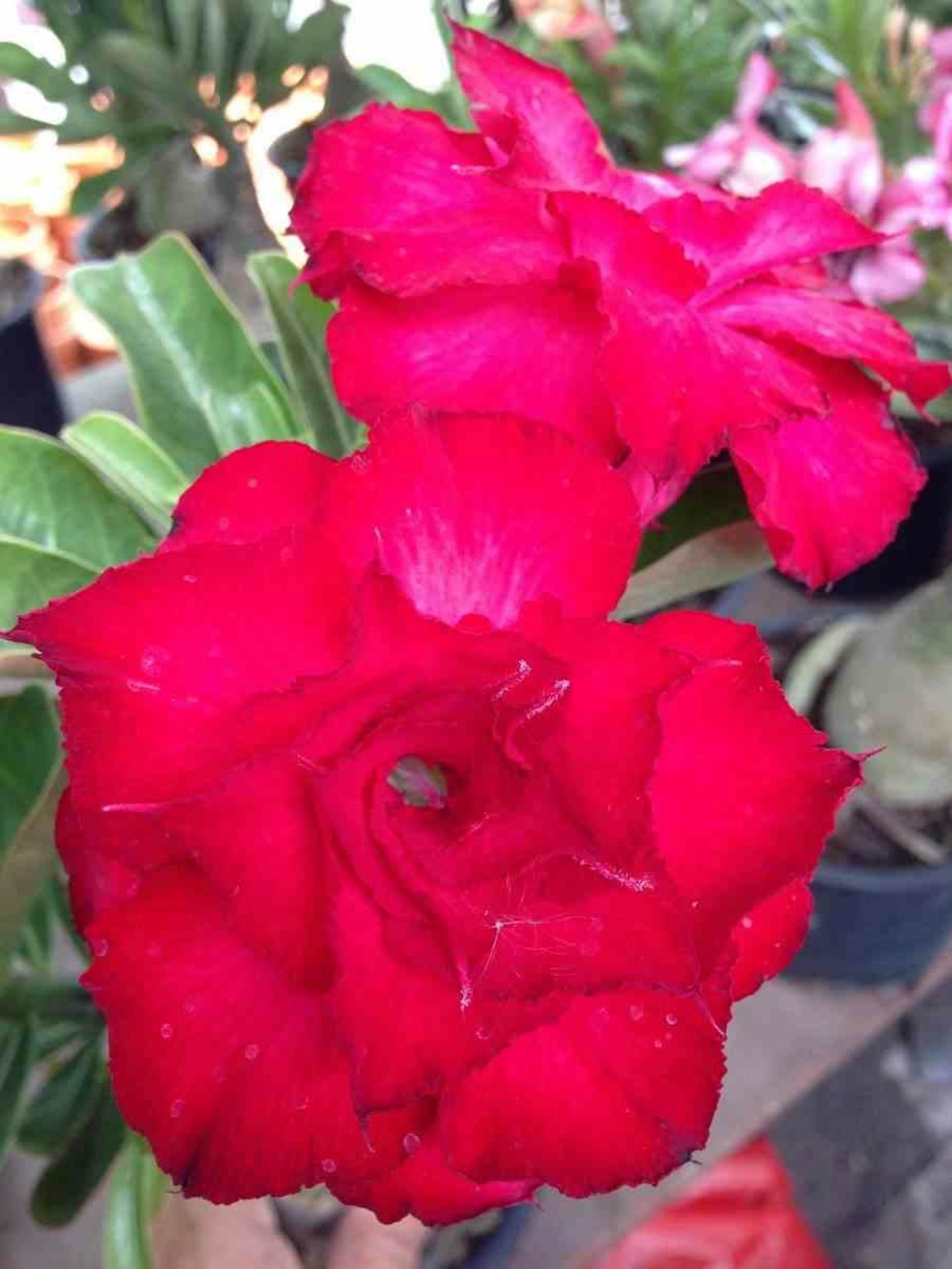 Adénium obésum cv. Veitnum rouge caudex d'environ 2000g 25/30cm très gros caudex