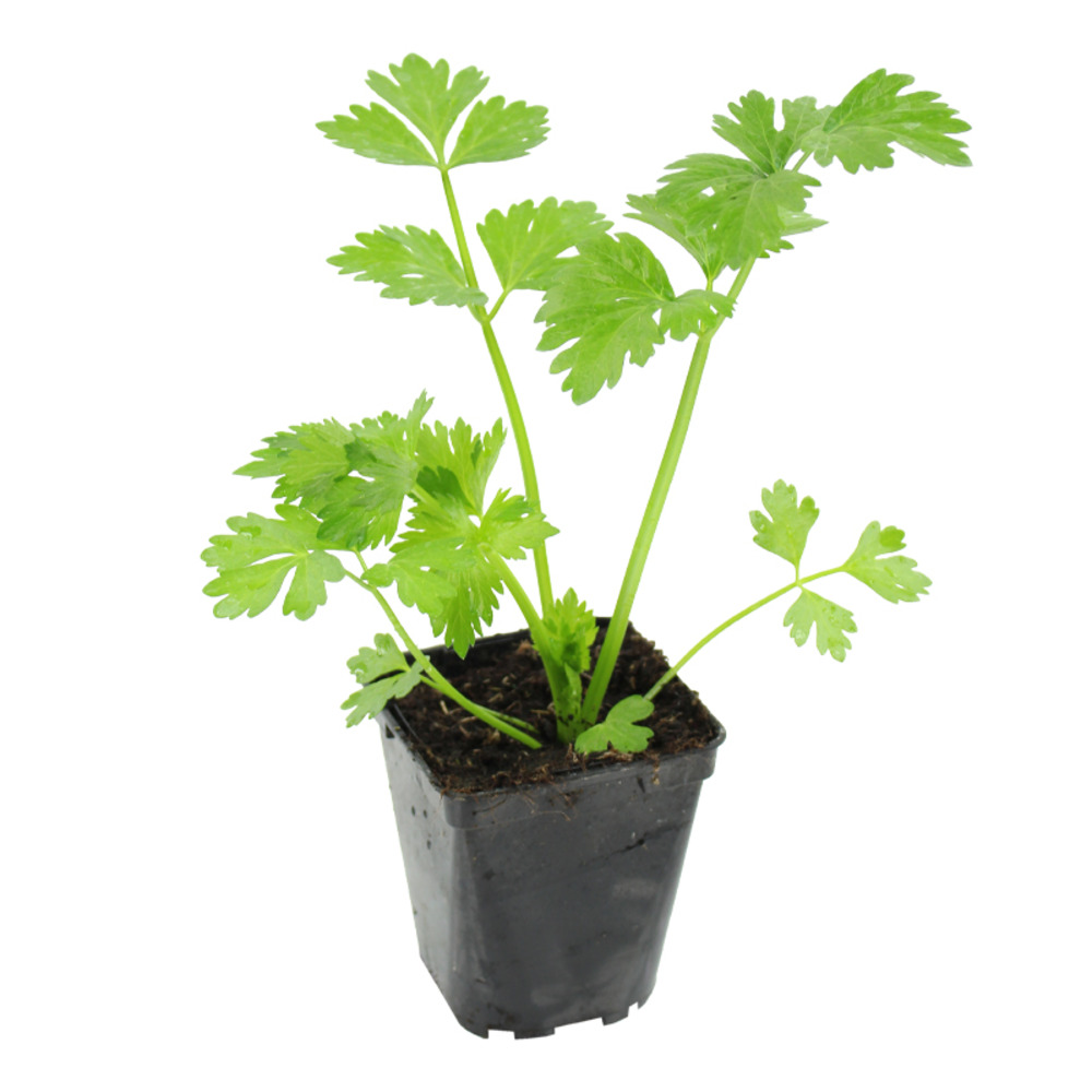 Plant de celeri rave monarch pot 0,5 l