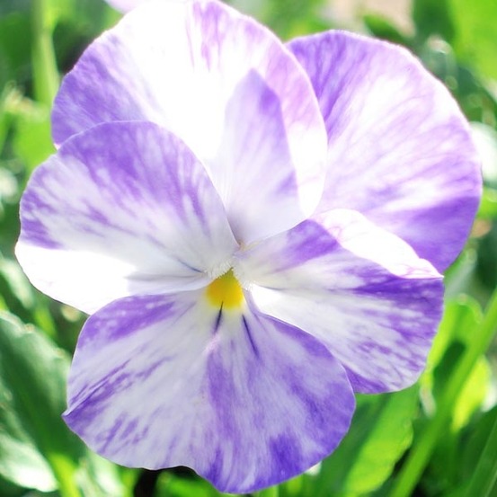 Violette, pensée 'columbine' godet de 8/9 cm